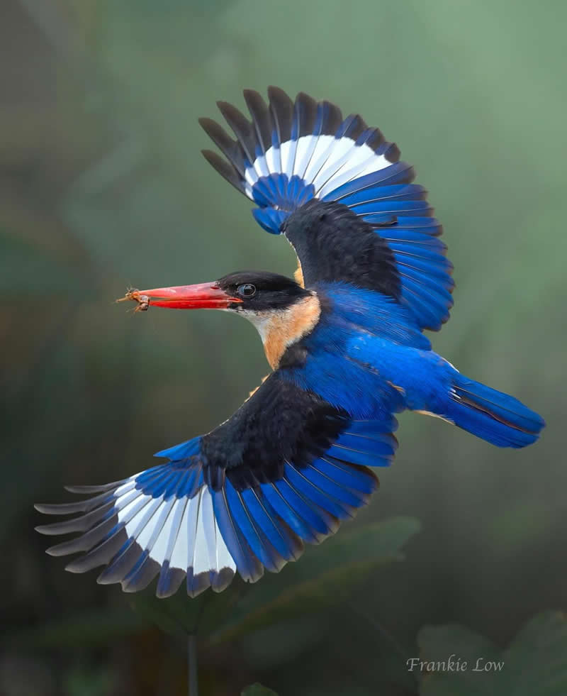 Black capped kingfisher - Best Top Birds in Nature Wildlife Photography