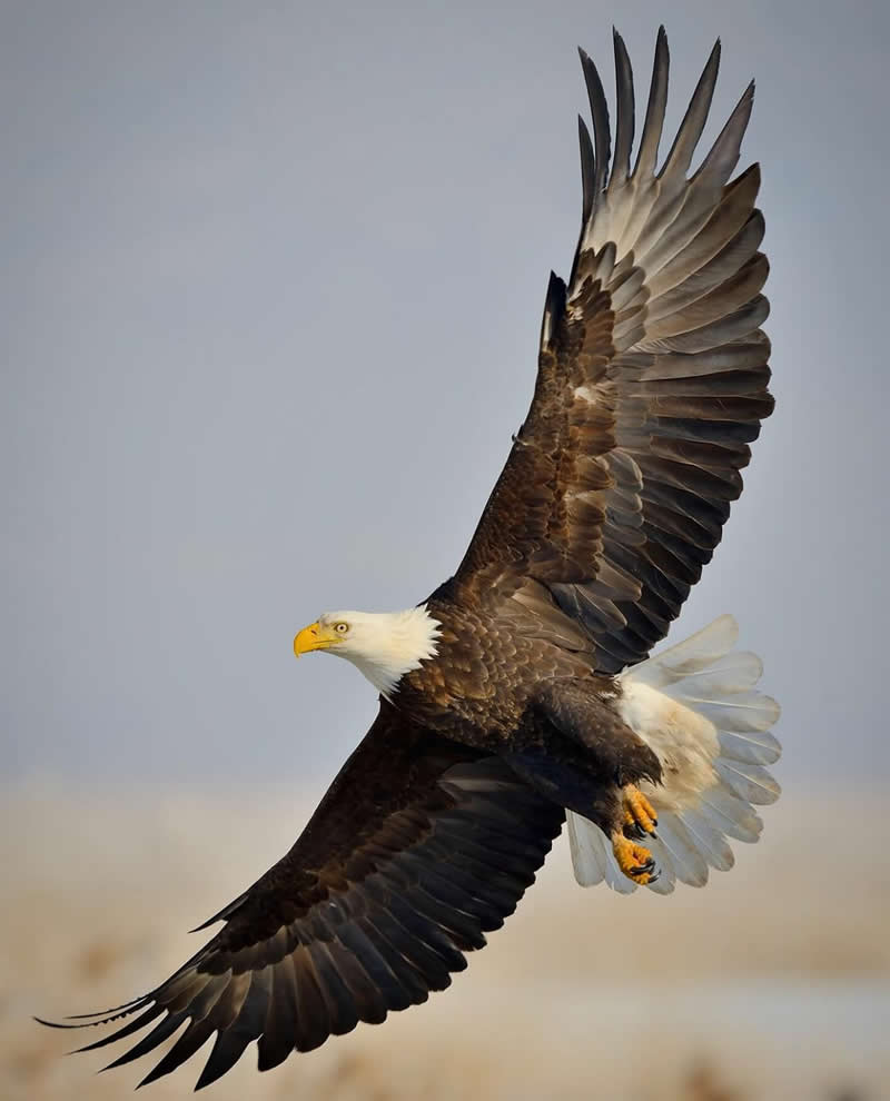 Bald eagle - Best Top Birds in Nature Wildlife Photography