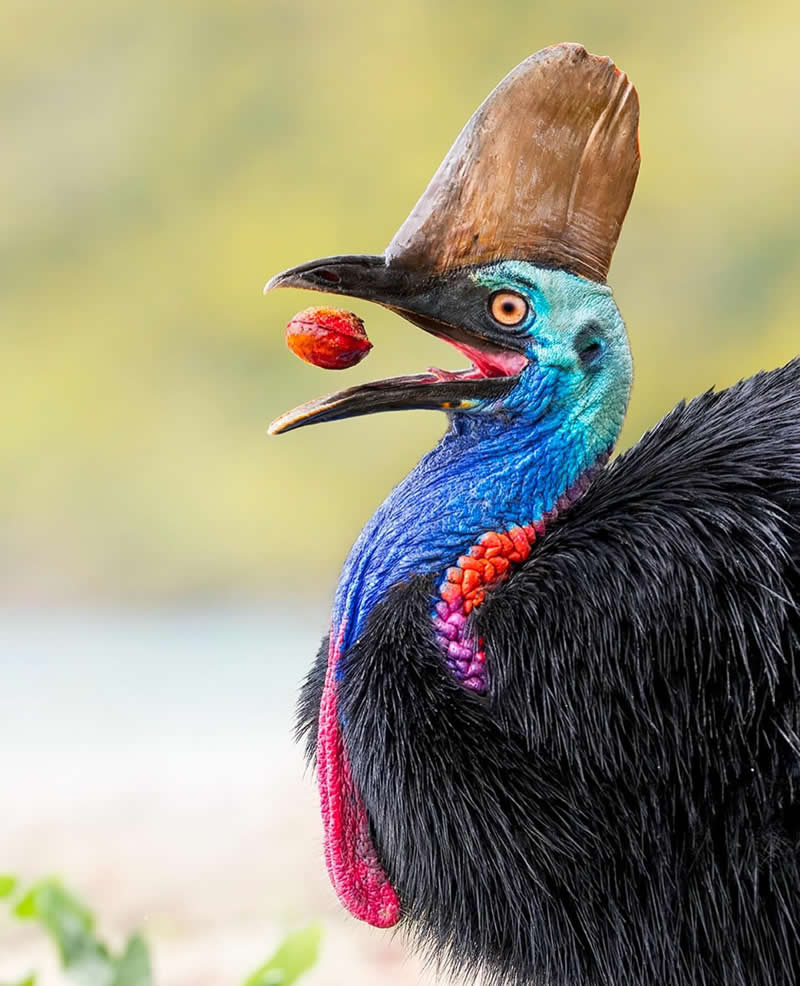 Giant Cassowary - Best Top Birds in Nature Wildlife Photography