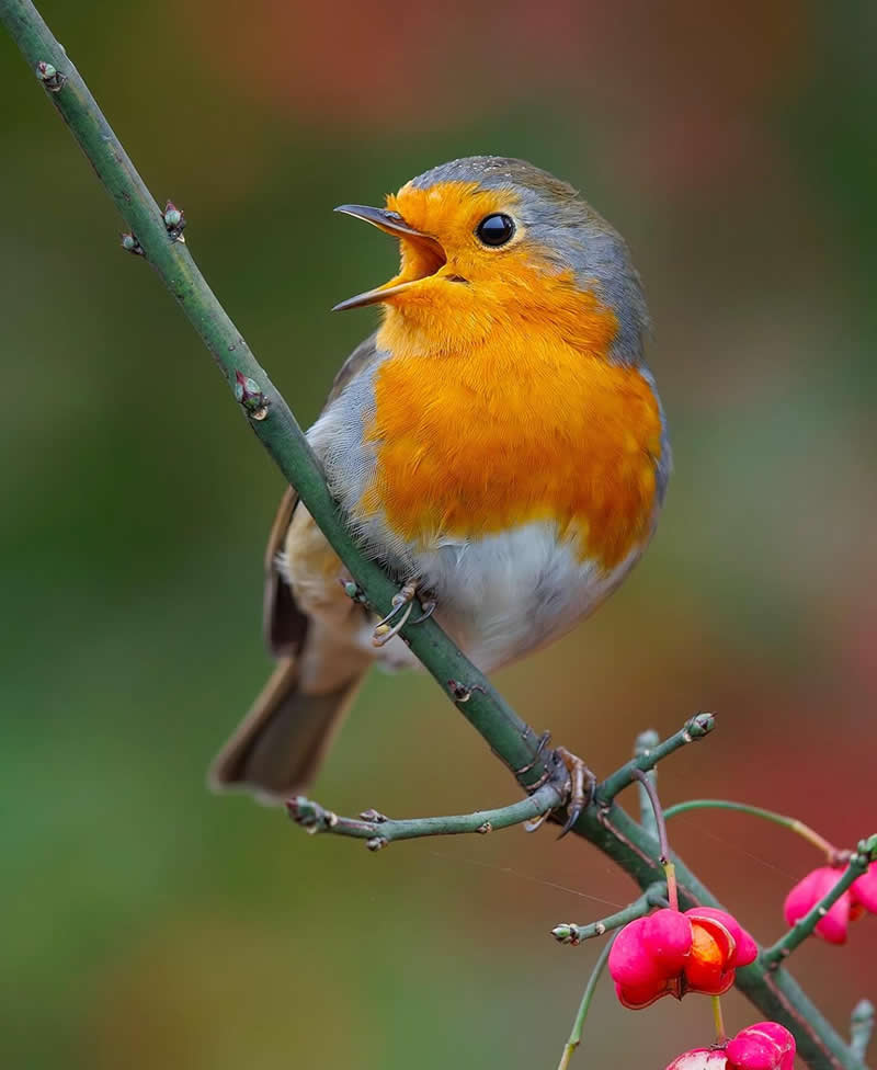 Robin - Best Top Birds in Nature Wildlife Photography