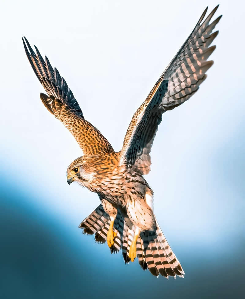 Eagle flying with beautiful background - Best Top Birds in Nature Wildlife Photography