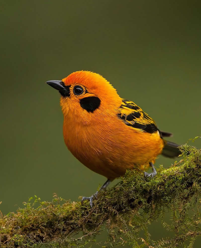 Golden tanager - Best Top Birds in Nature Wildlife Photography