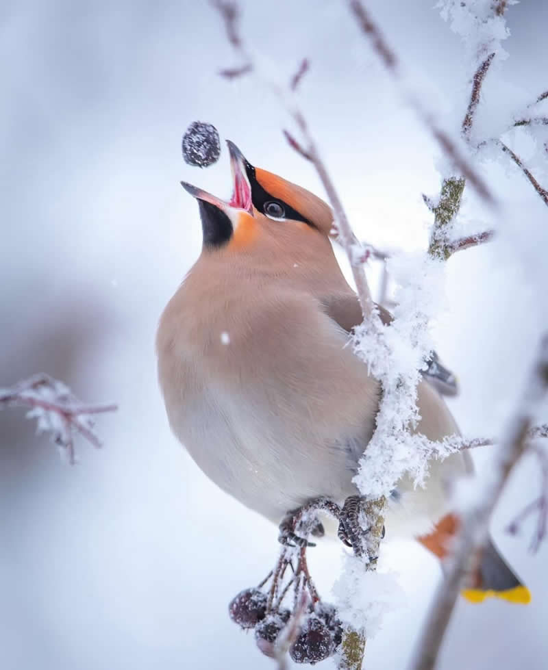 Bohemian - Best Top Birds in Nature Wildlife Photography