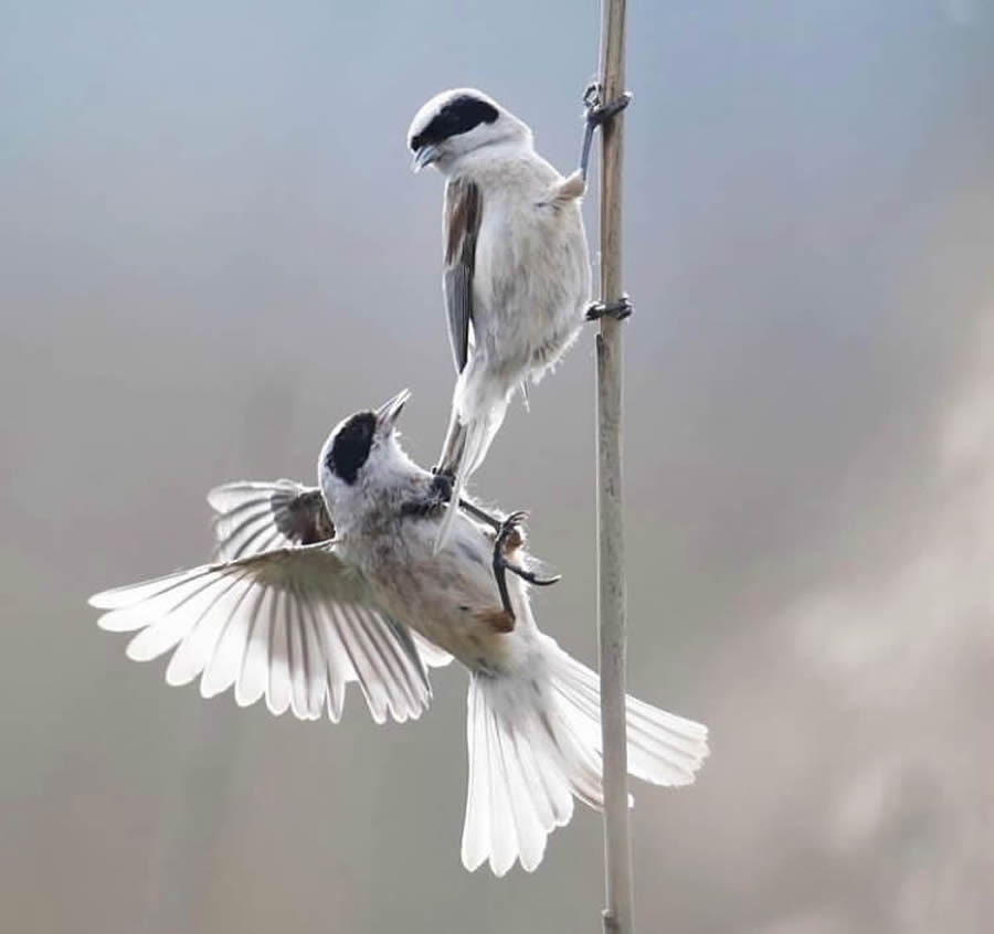 Stunning Bird Photos From Finland