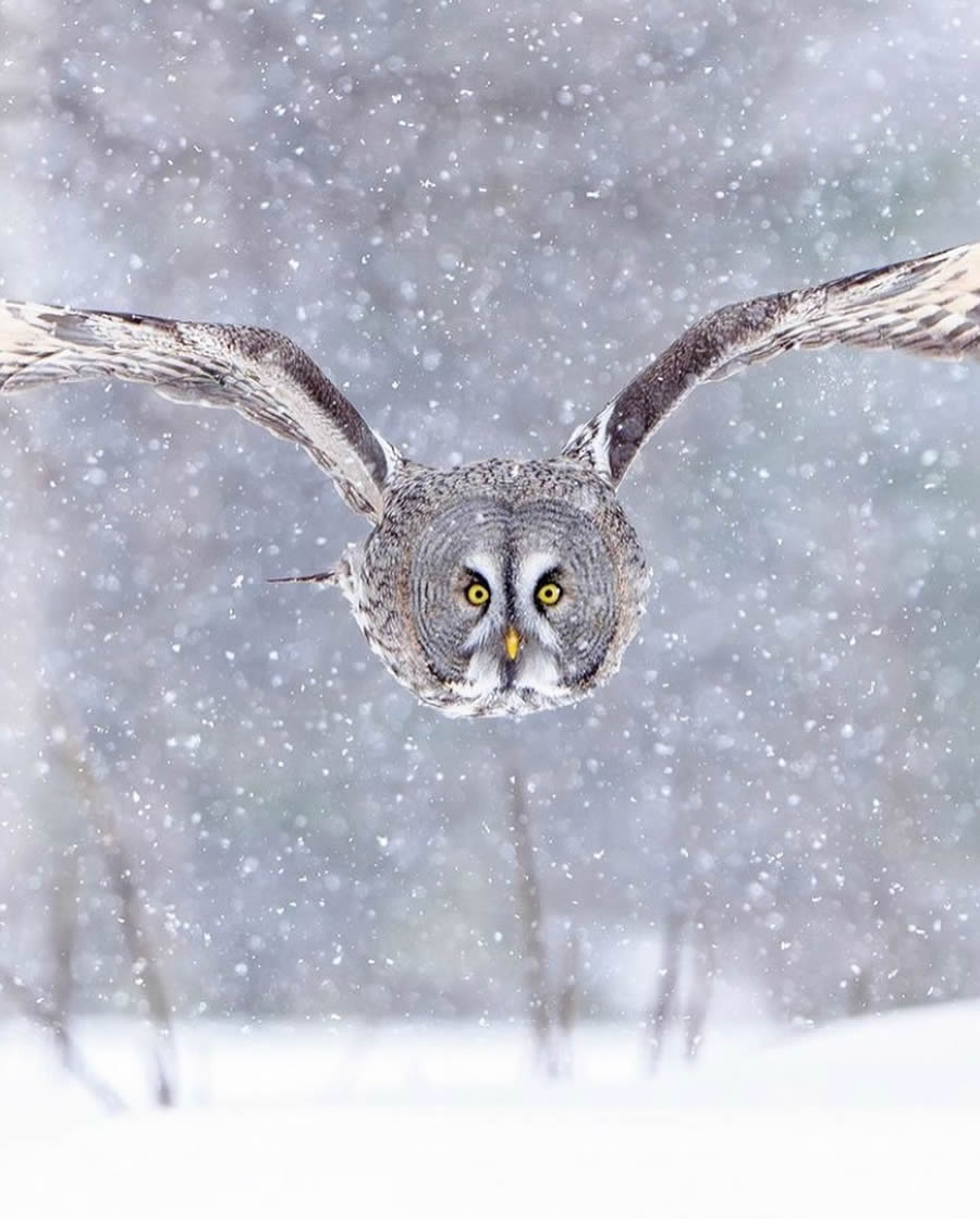 Stunning Bird Photos From Finland
