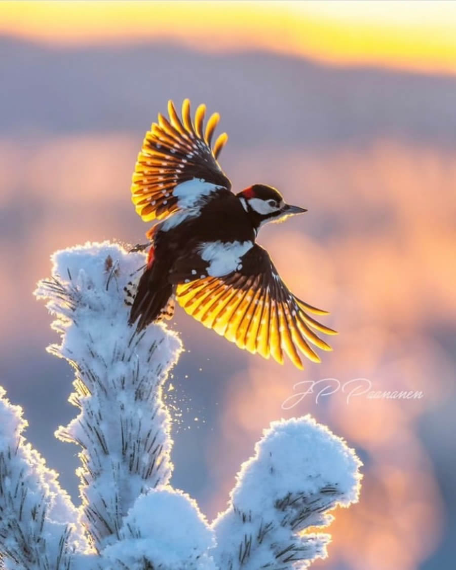 Stunning Bird Photos From Finland