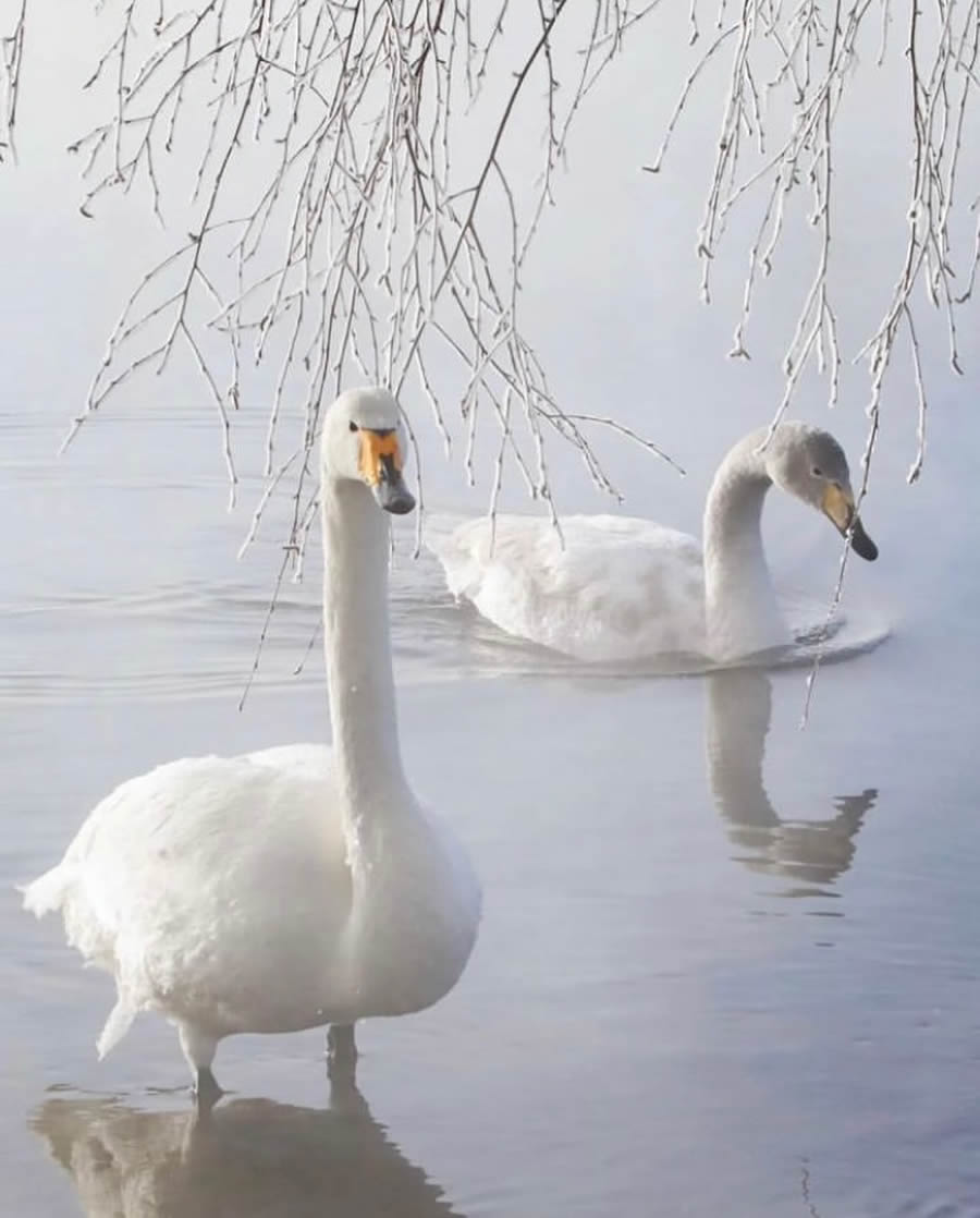 Stunning Bird Photos From Finland