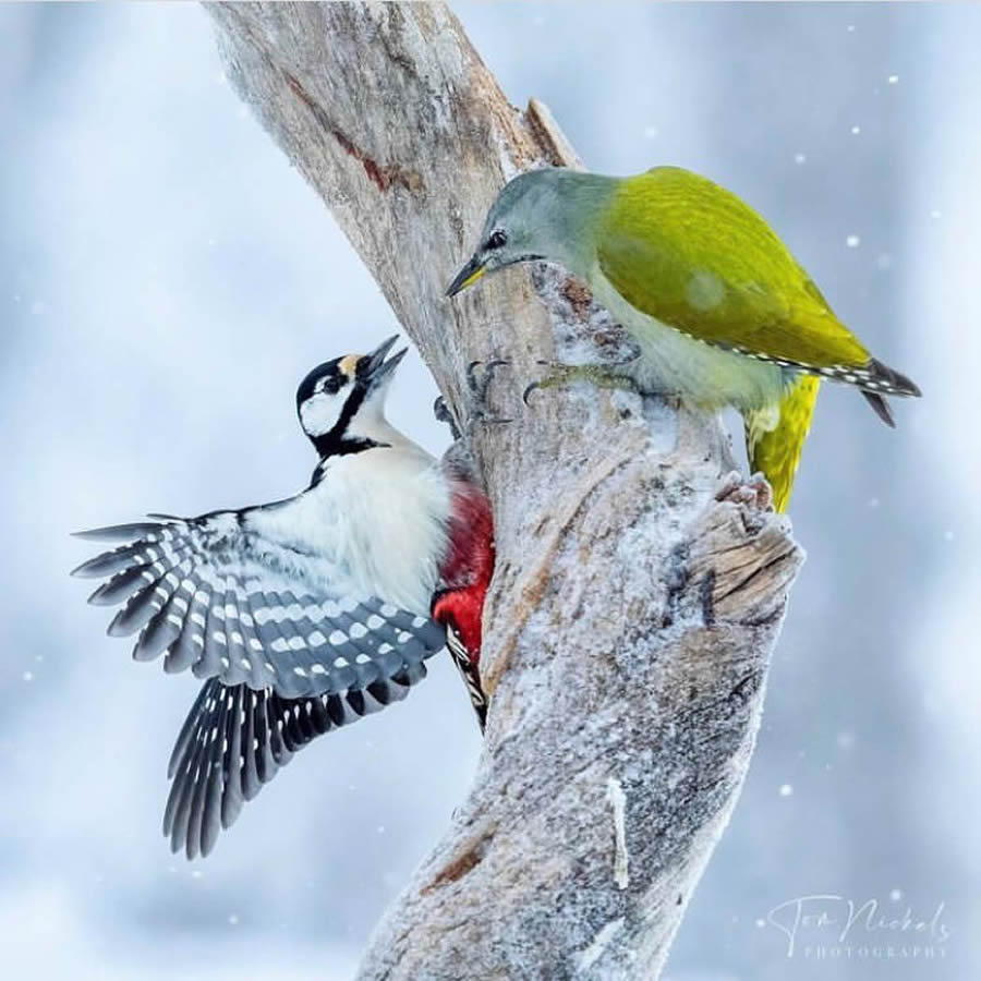 Stunning Bird Photos From Finland