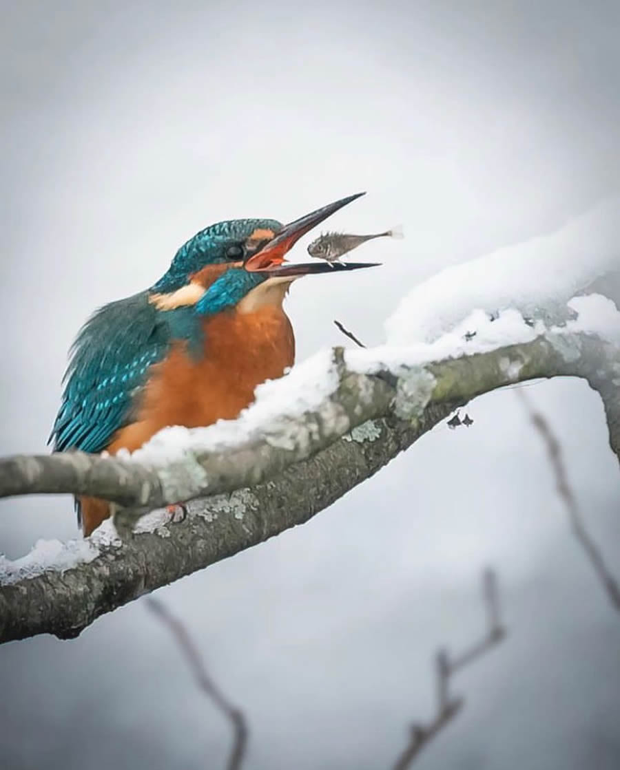 Stunning Bird Photos From Finland