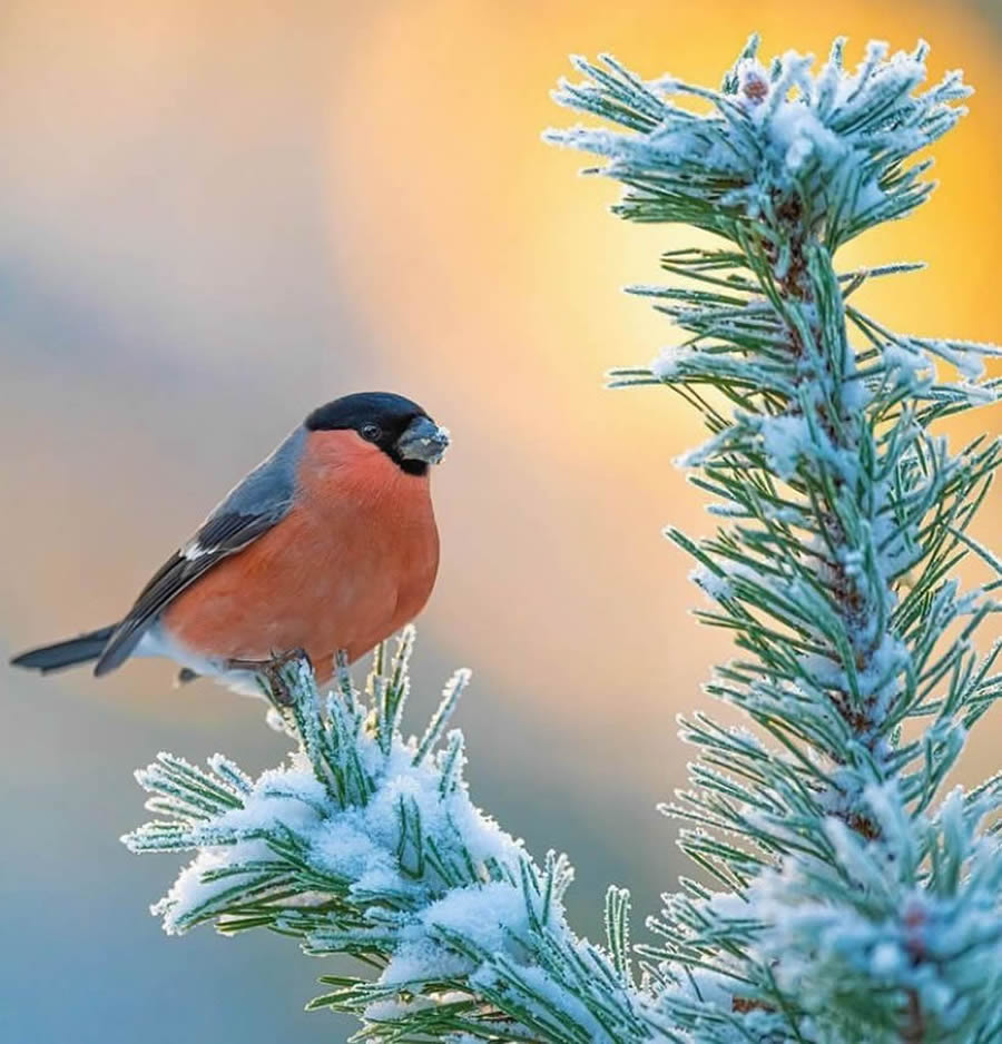 Stunning Bird Photos From Finland