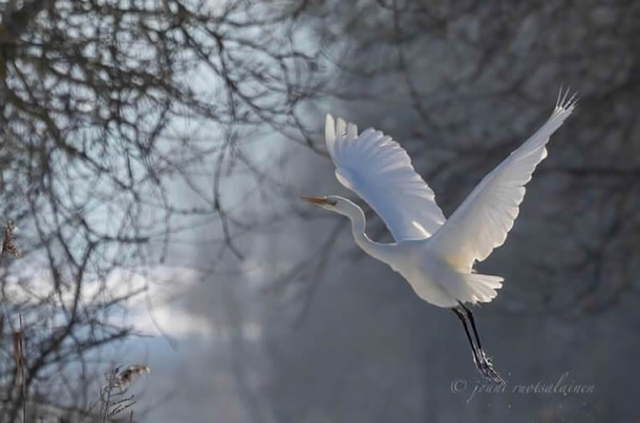 Stunning Bird Photos From Finland