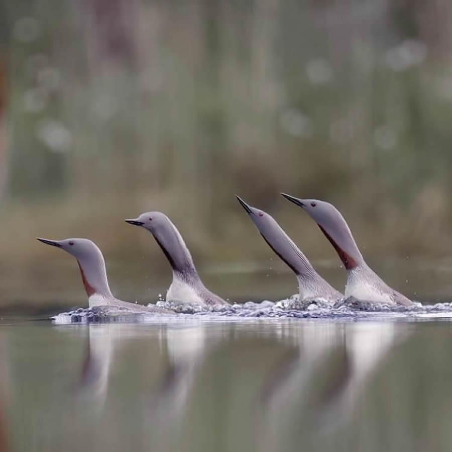 Stunning Bird Photos From Finland