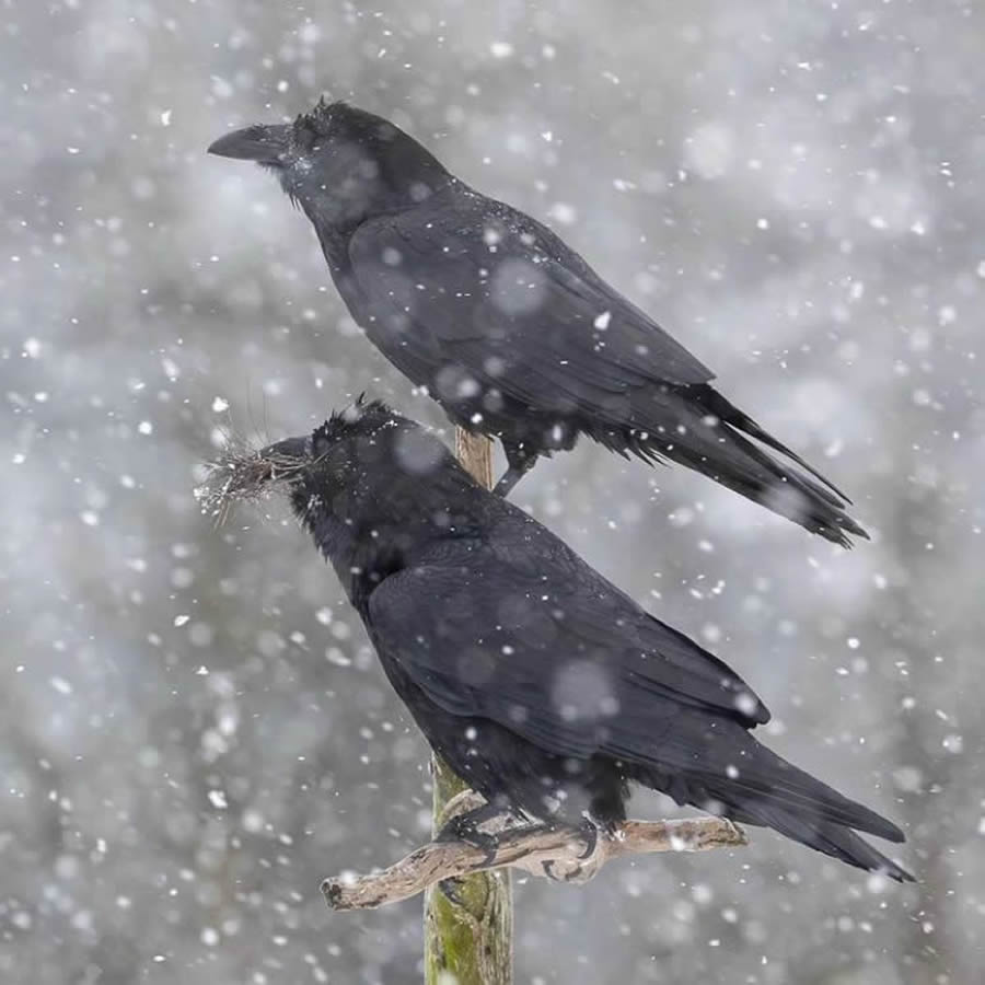 Stunning Bird Photos From Finland