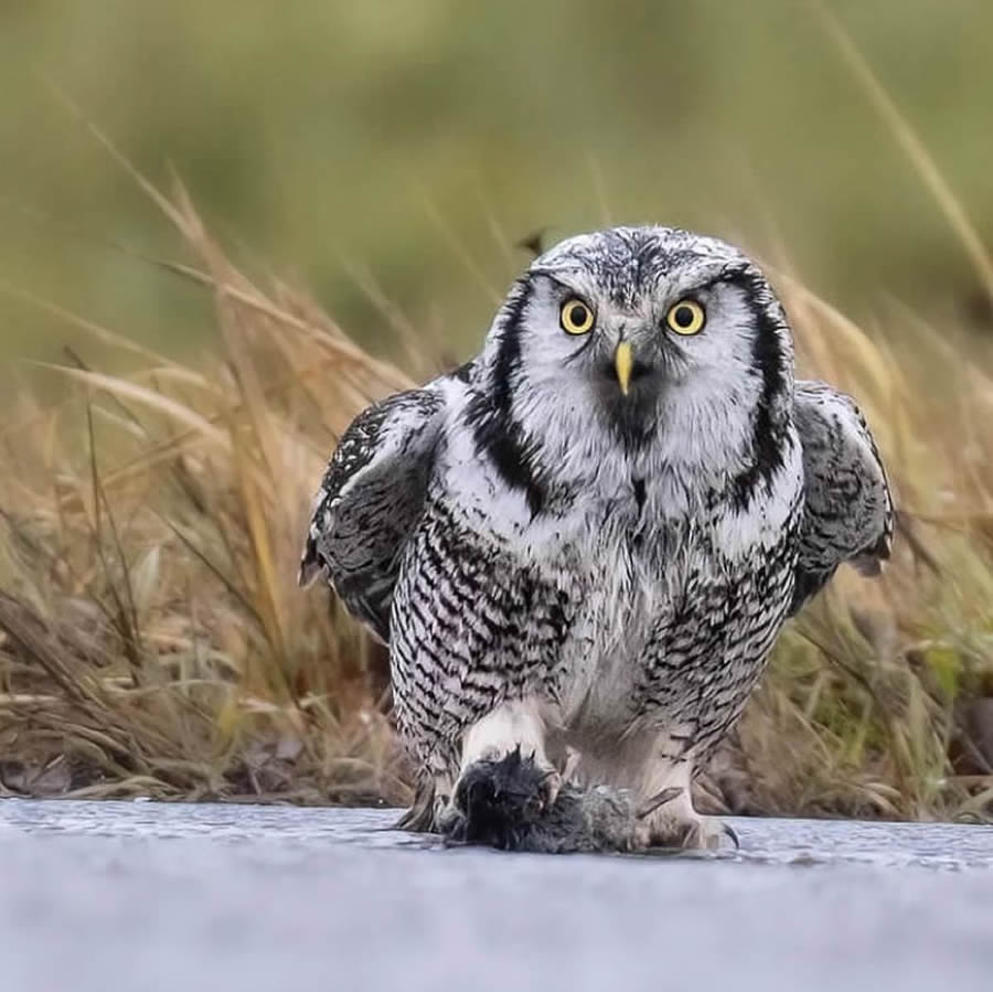 Stunning Bird Photos From Finland