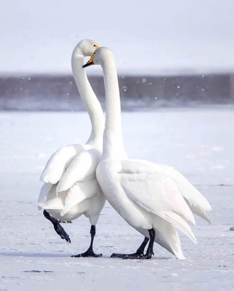 Stunning Bird Photos From Finland