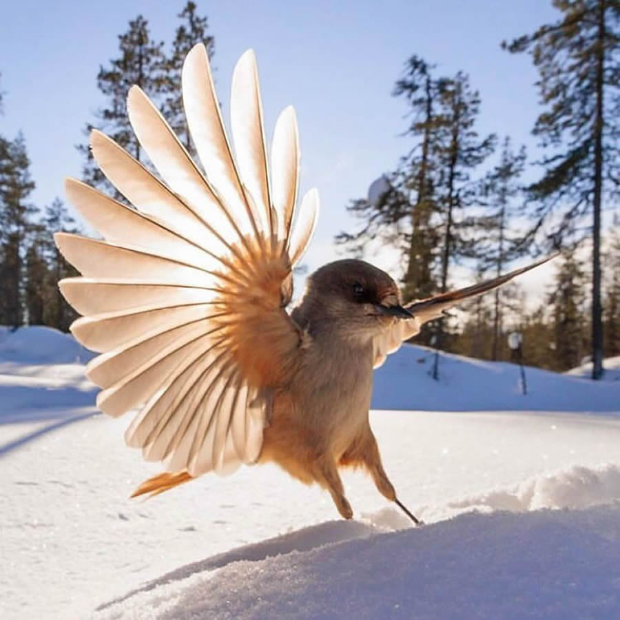 Stunning Bird Photos From Finland