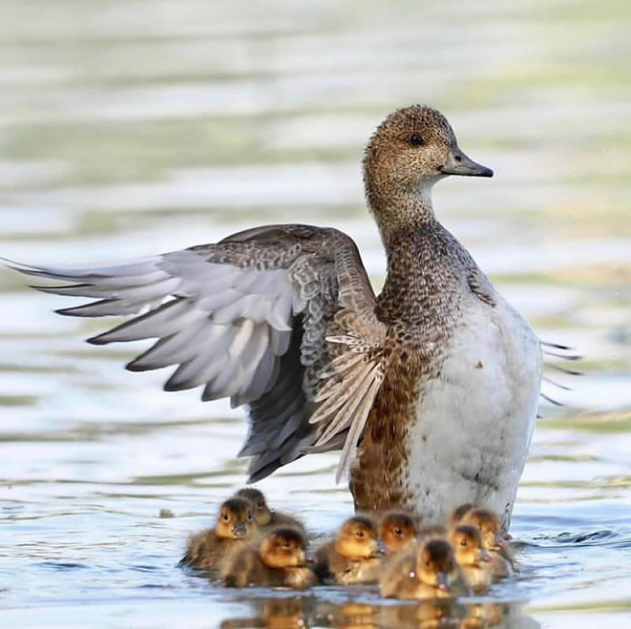 Stunning Bird Photos From Finland