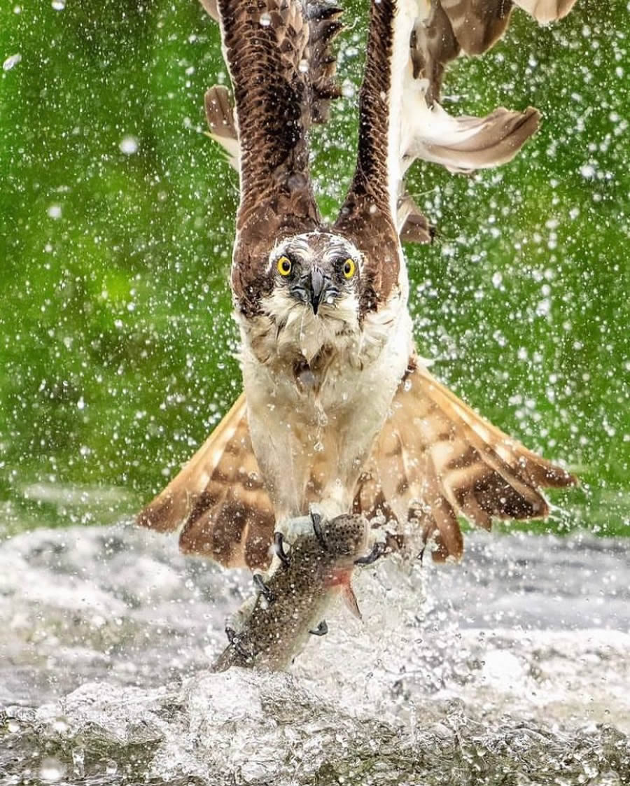 Stunning Bird Photos From Finland