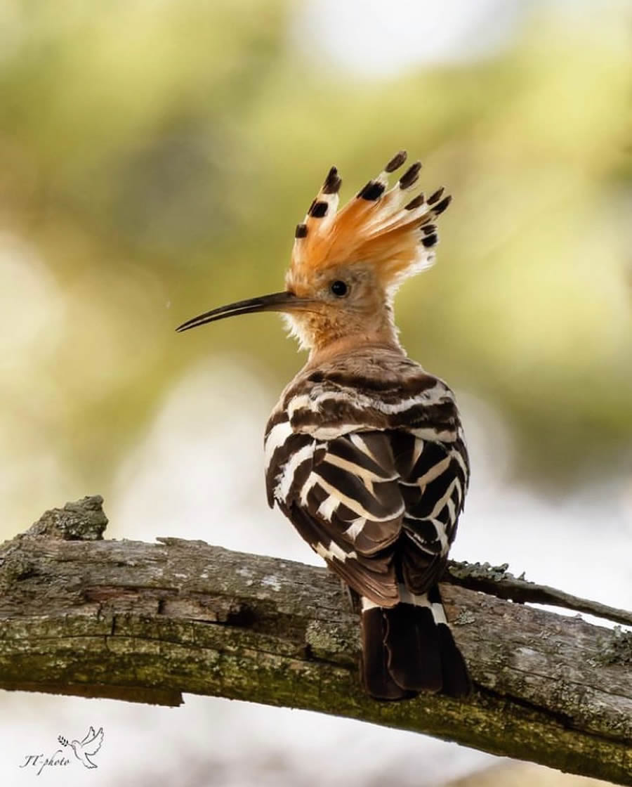 Stunning Bird Photos From Finland