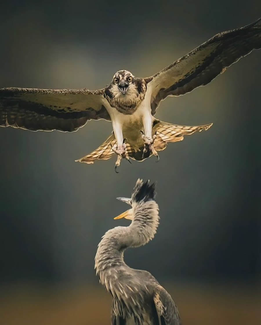 Stunning Bird Photos From Finland