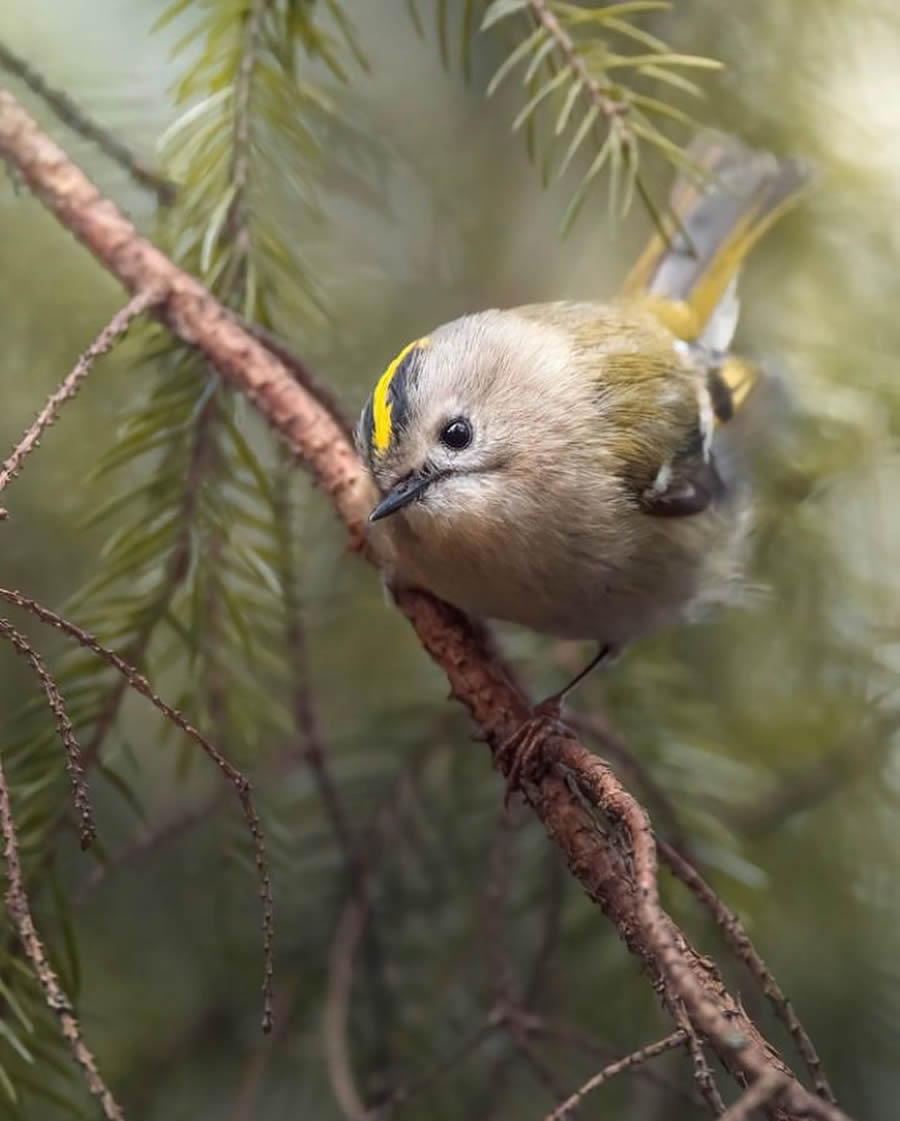 Stunning Bird Photos From Finland
