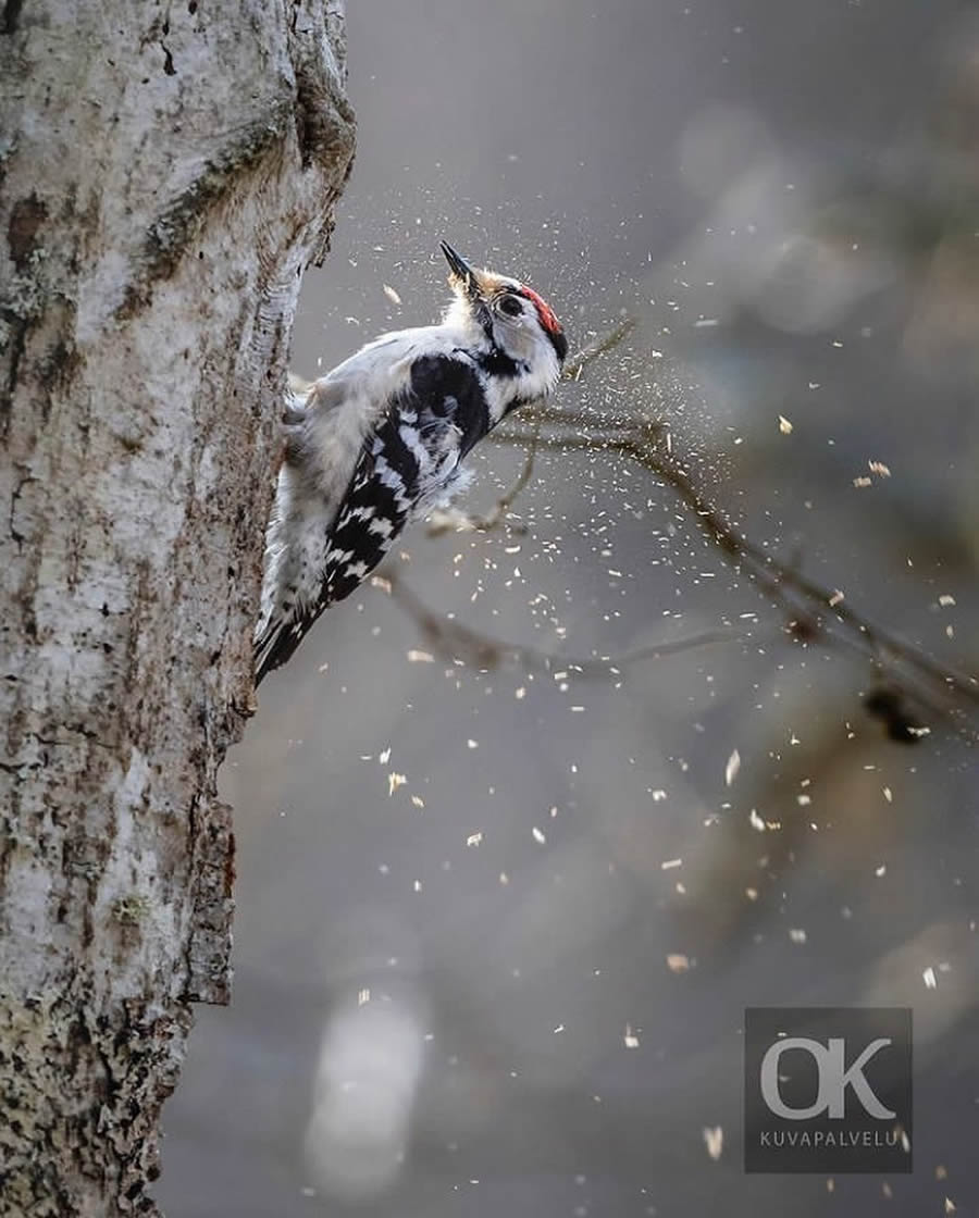 Stunning Bird Photos From Finland