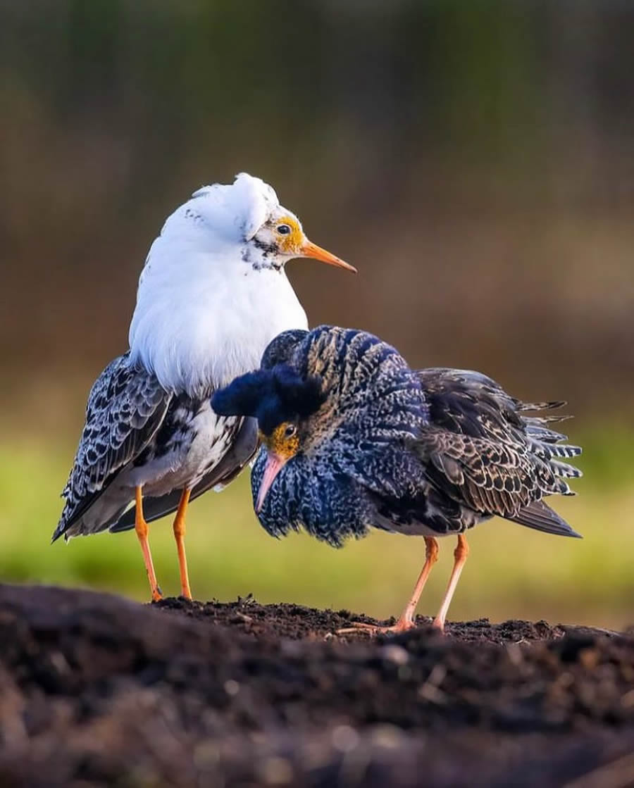 Stunning Bird Photos From Finland