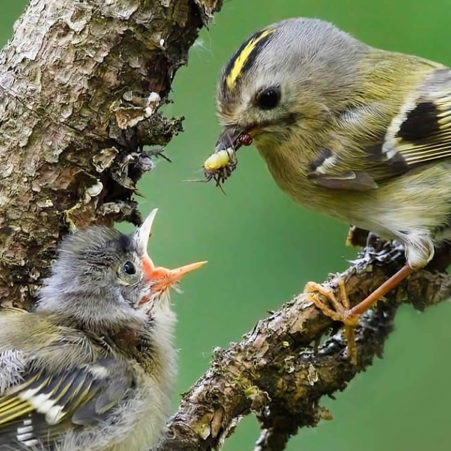 Stunning Bird Photos From Finland