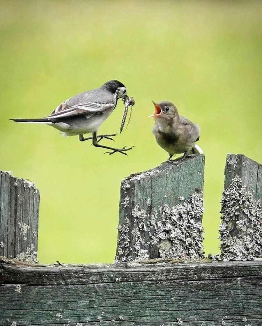 Stunning Bird Photos From Finland