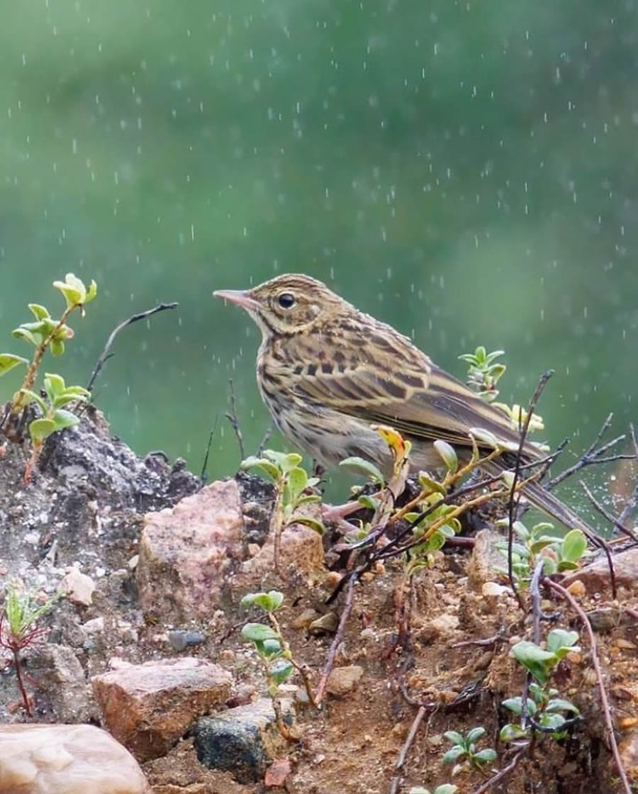 Stunning Bird Photos From Finland
