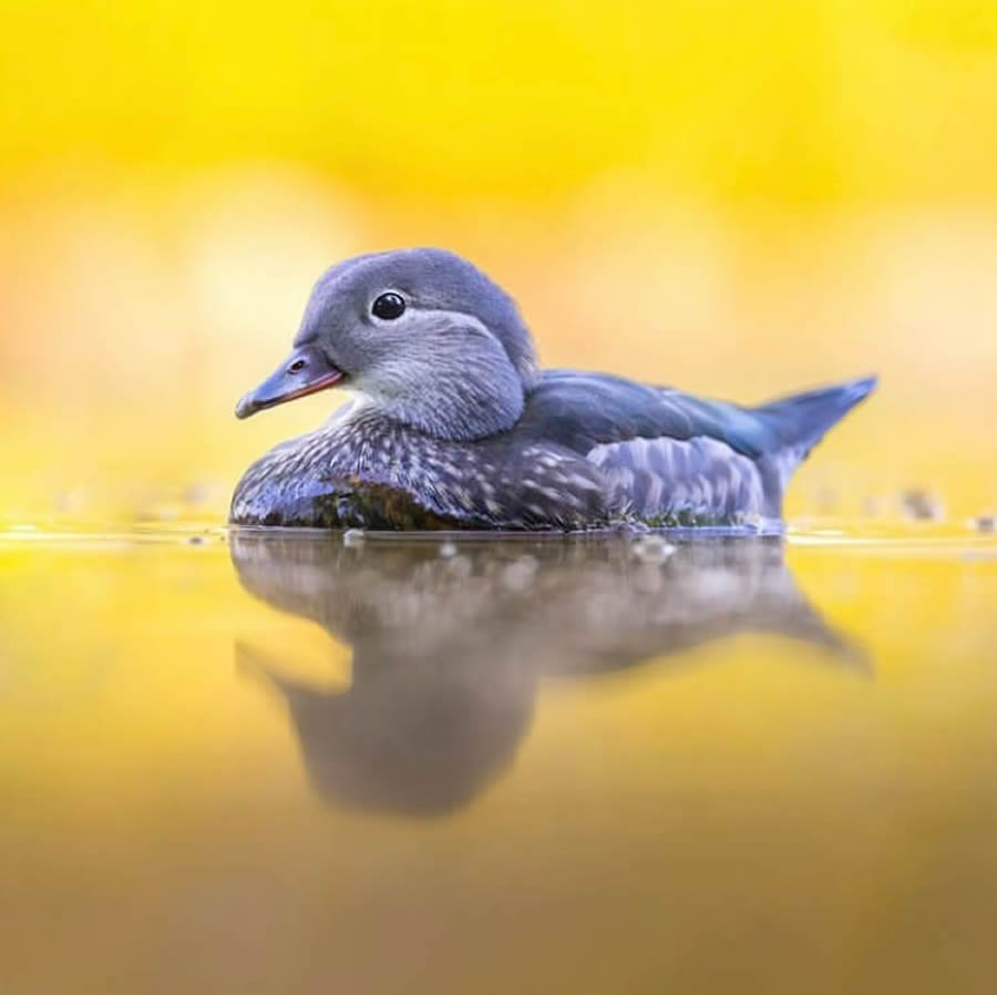 Stunning Bird Photos From Finland