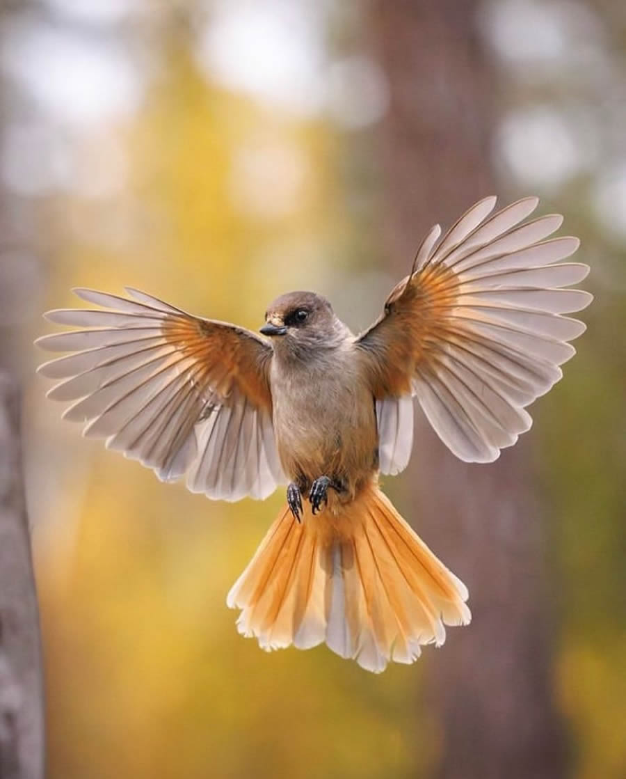 Stunning Bird Photos From Finland