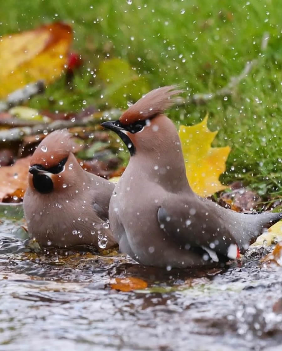 Stunning Bird Photos From Finland