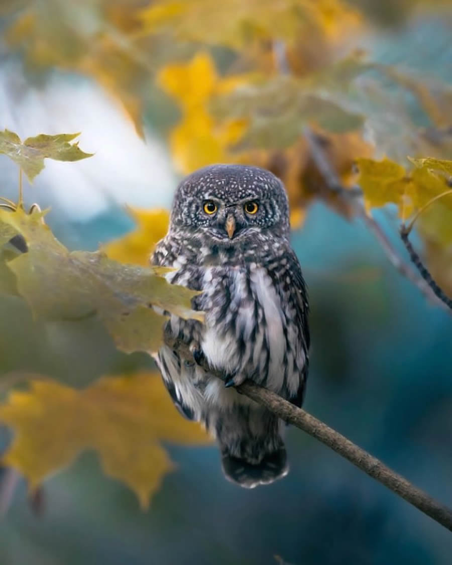 Stunning Bird Photos From Finland