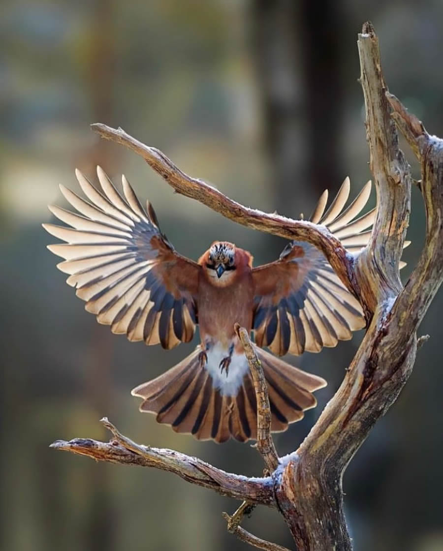 Stunning Bird Photos From Finland
