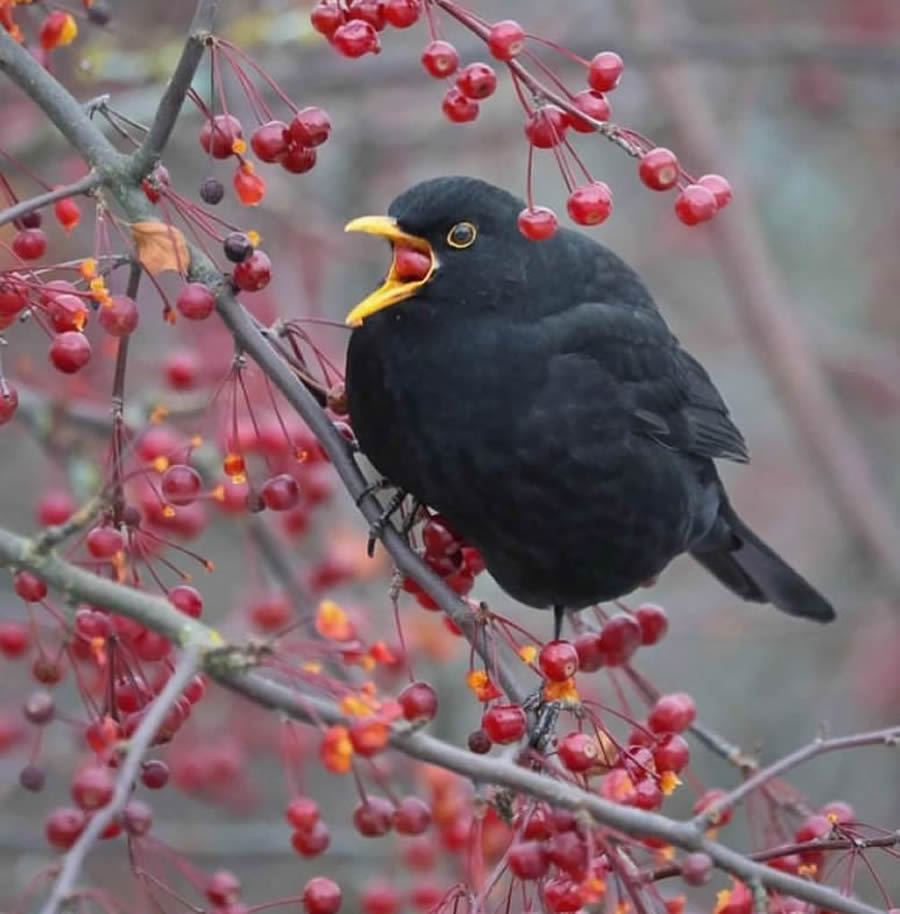 Stunning Bird Photos From Finland