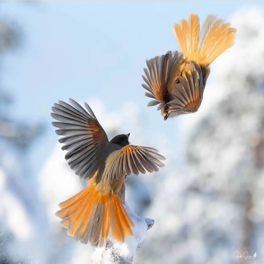 Stunning Bird Photos From Finland