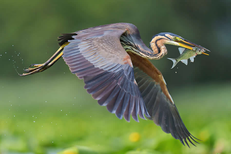 Enchanting Bird Photos