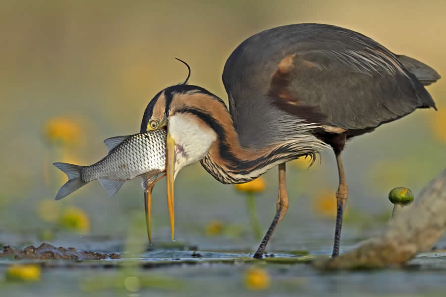 Enchanting Bird Photos