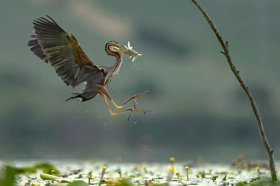 Enchanting Bird Photos