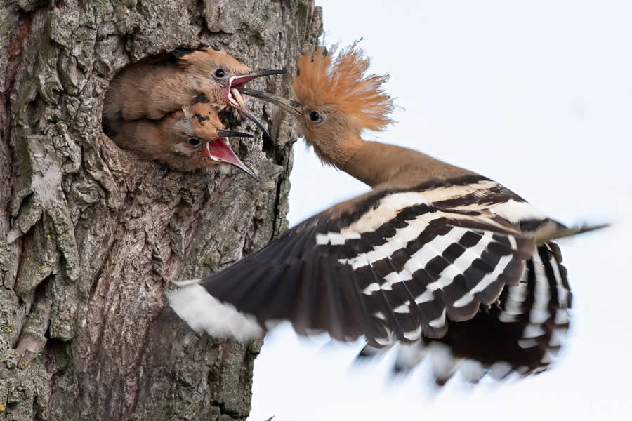 Enchanting Bird Photos