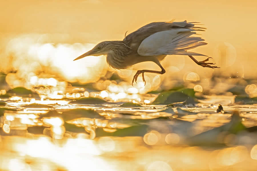 Enchanting Bird Photos