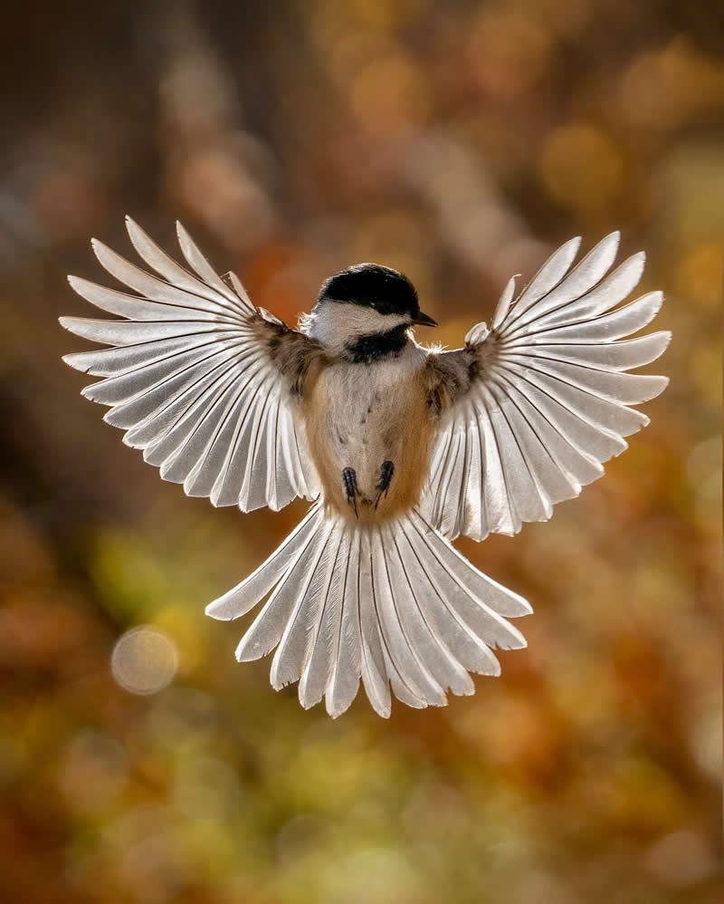 Enchanting Bird Photos