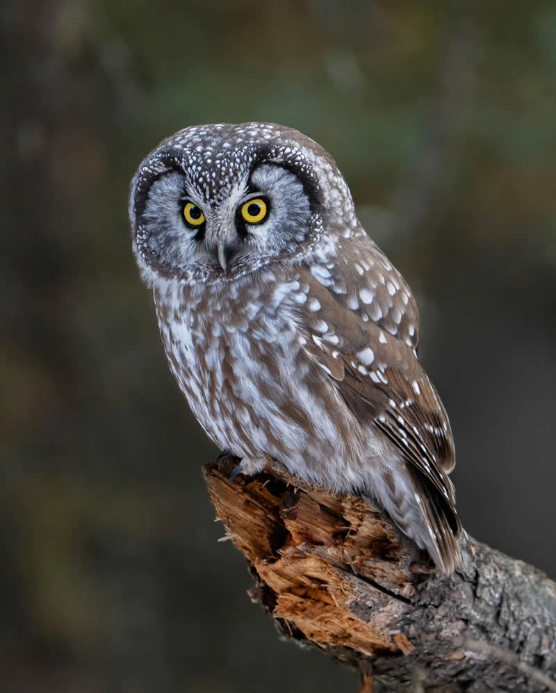 Enchanting Bird Photos