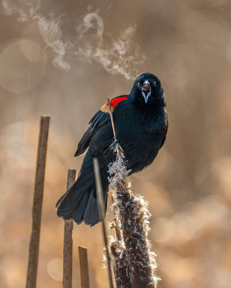 Enchanting Bird Photos