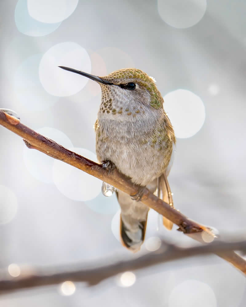 Enchanting Bird Photos