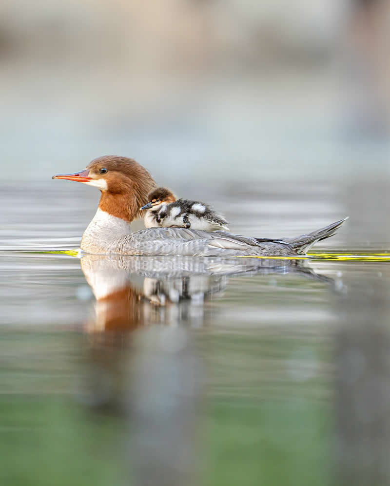 Enchanting Bird Photos