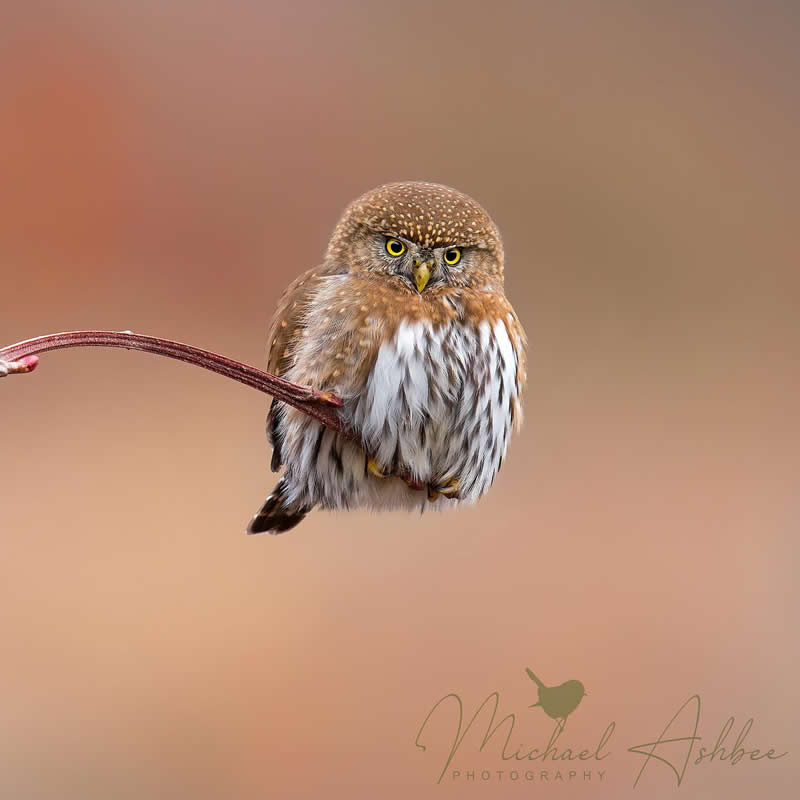 Enchanting Bird Photos