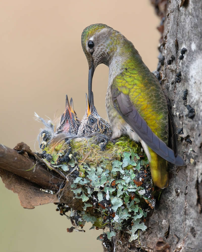 Enchanting Bird Photos