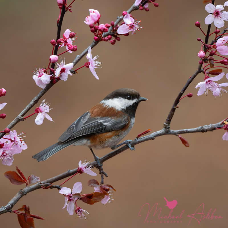 Enchanting Bird Photos